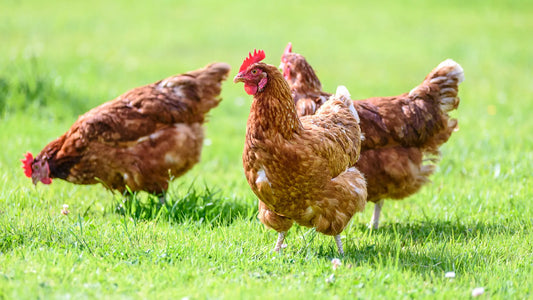 What’s the Difference Between Cage-Free and Free-Range Chickens?