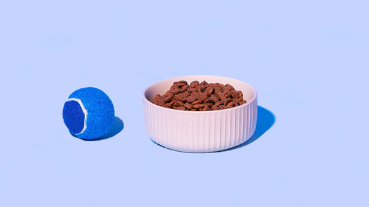 How to Transition Your Dog to a New Pet Food | Try Petzyo Kibble for Optimal Health