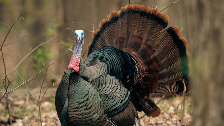 tradition of turkey on christmas