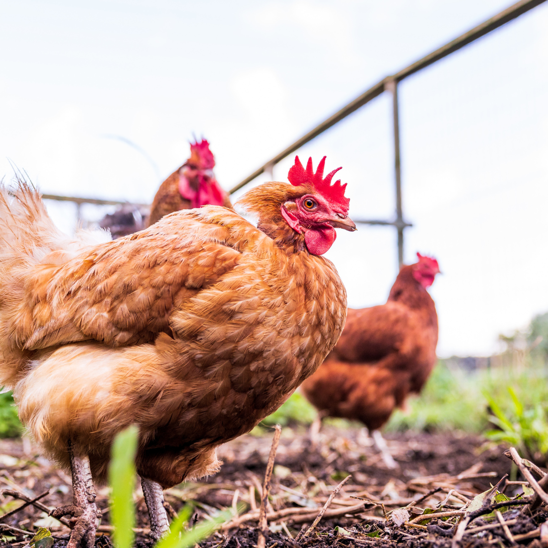 Cage Free Chicken Image