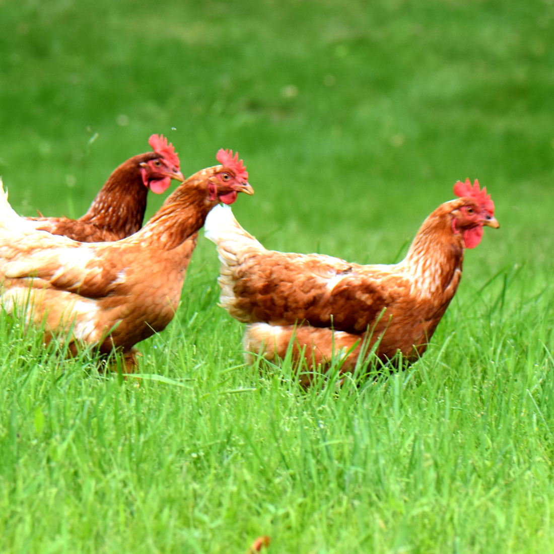 Free Range Chicken Image