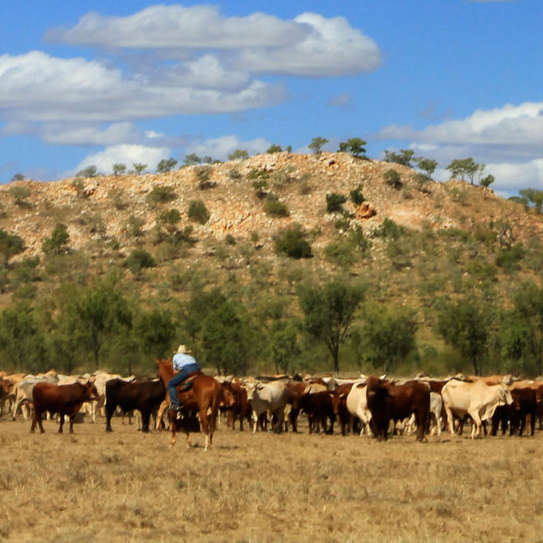 Grain Fed Beef Image