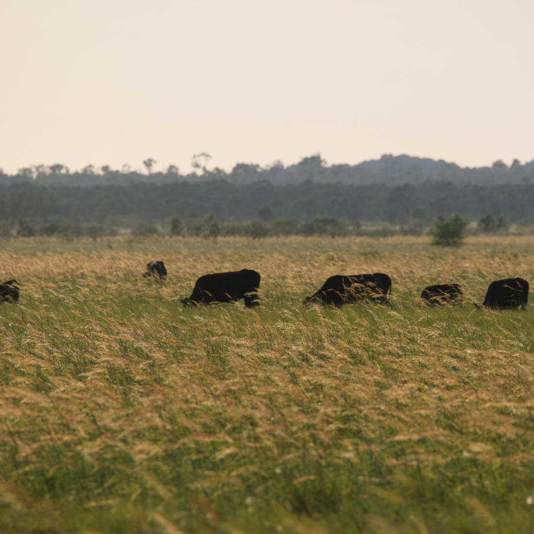 Grass Fed Beef Image