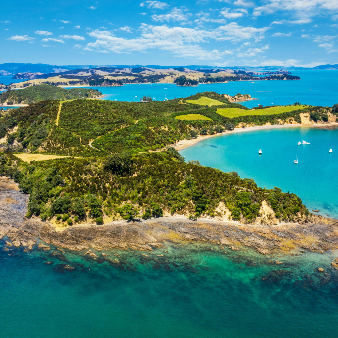 Gurnard, Tarakihi (Sea Bream) and Snapper Image