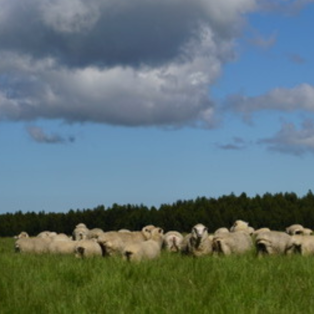 Lamb Image