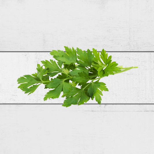 Buy Italian Parsley Singapore