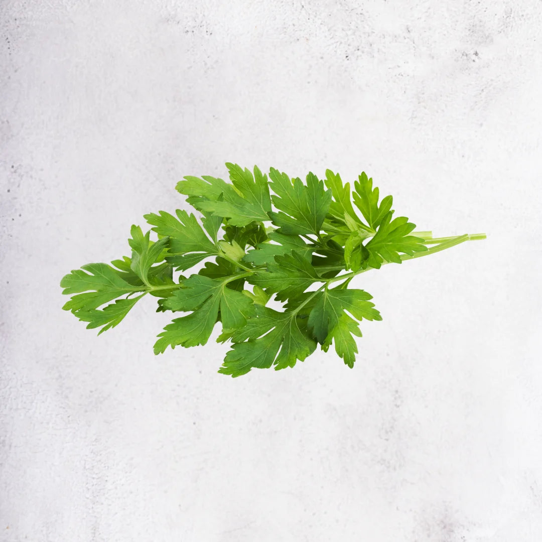 Italian Parsley - Ethiopia - 20g