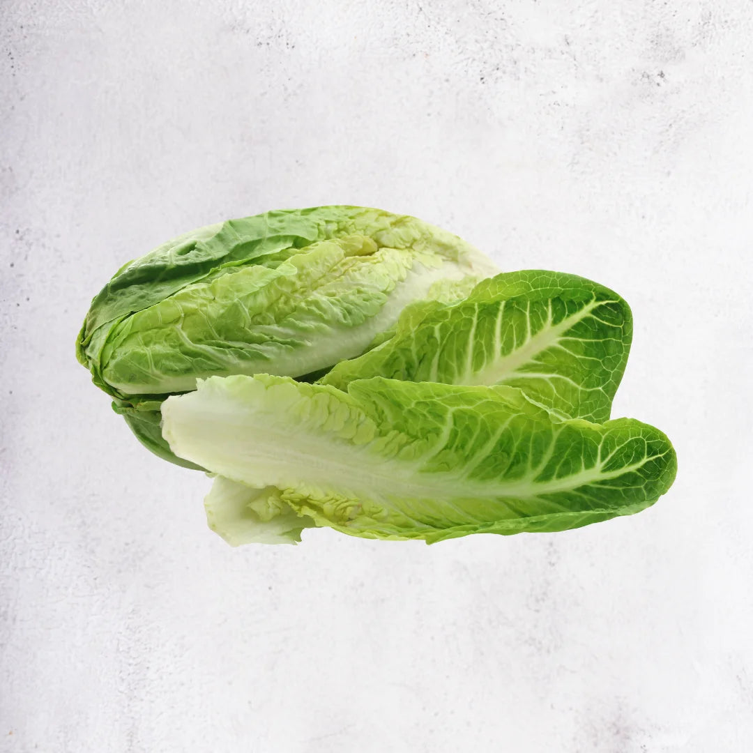 Romaine Lettuce - Malaysia | 1 pack