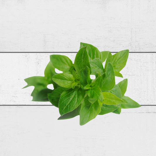 buy fresh oregano singapore
