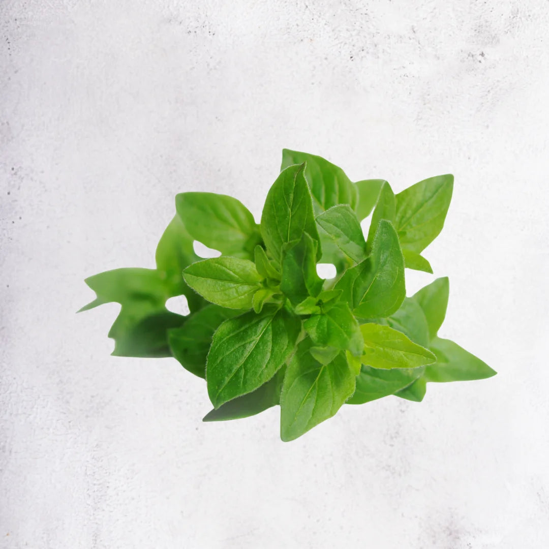 Oregano - Ethiopia - 20g