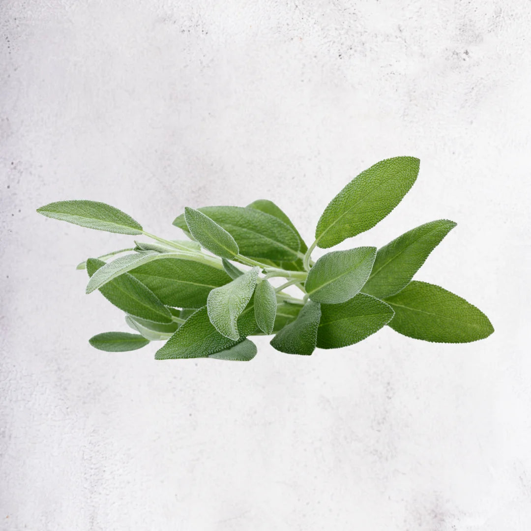 Sage - Ethiopia - 20g